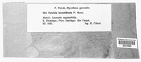 Puccinia leonotidicola image